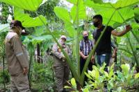 Diversifikasi Pangan: Talas Beneng, Sumberdaya Nabati Lokal Banten