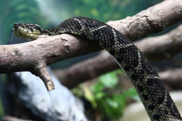Molekulnya adalah peptida, atau rantai asam amino, yang dapat terhubung ke enzim virus corona yang disebut PLPro, yang sangat penting untuk reproduksi virus, tanpa melukai sel lain.