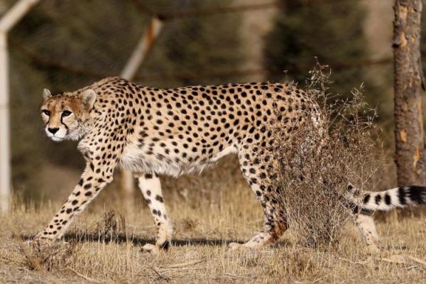 Penurunan populasi spesies mangsa dan hilangnya habitat anjing liar juga merupakan faktor yang menyebabkan populasi cheetah menyusut di negara ini