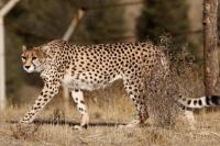Populasi Cheetah Asia Terancam Punah