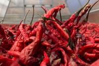 Kementan Ungkap Alasan Harga Cabai Meroket Jelang HBKN