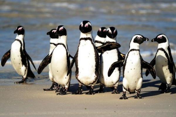Sebanyak 63 penguin Afrika yang terancam punah tewas oleh serangan segerombolan lebah di dekat Cape Town, Afrika Selatan.