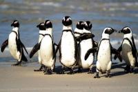 Puluhan Penguin Langka Tewas akibat Serangan Lebah