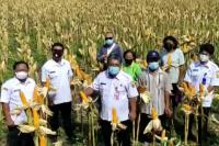 Grobogan Siap Suplai Kebutuhan Jagung Peternak Ayam