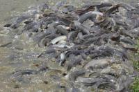 KKP Dorong Masyarakat Pembudidaya Ikan Menggunakan Teknologi Bioflok