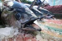 Transparansi Data Kapal Penangkap Ikan Tuna, KKP Luncurkan DIVA Tuna