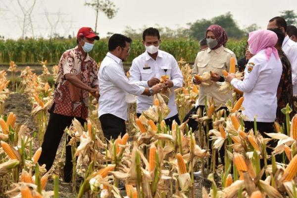 Sementara Kebutuhan jagung setahun untuk pakan, konsumsi dan industri pangan totalnya 14,37 juta ton sehingga dengan menambahkan stok akhir Desember 2020 (carry over) sebesar 1,43 juta ton, diperoleh stok jagung 2021 sebanyak 2,85 juta ton .