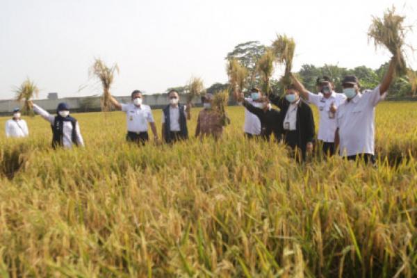 Pagi hari ini kita akan menunjukkan yang membedakan dengan provinsi lain, DKI Jakarta memiliki Combine Harvester, mesin untuk panen, langsung dipilah menjadi gabah dan masuk ke karung.