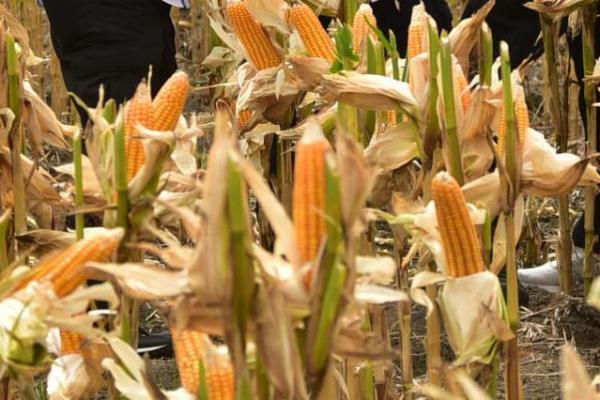 Produksi jagung Diganjot untuk bahan pangan