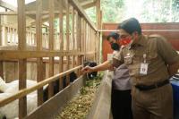 Jeda Musim Padi, PKU Kulon Progo Tanam Jagung untuk Pakan Ternak