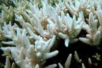 Pemanasan Global Bunuh 14 Persen Karang Dunia Dalam Satu Dekade