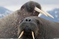 Ilmuwan Gunakan Satelit untuk Hitung Populasi Walrus