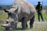 Satu dari Dua Badak Putih Terakhir di Dunia Pensiun Bertelur