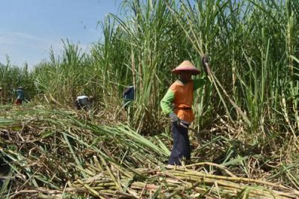 Penerbitan SE ini bertujuan untuk menjaga keseimbangan harga gula dari hulu hingga hilir di tengah musim giling tebu yang sedang berlangsung.