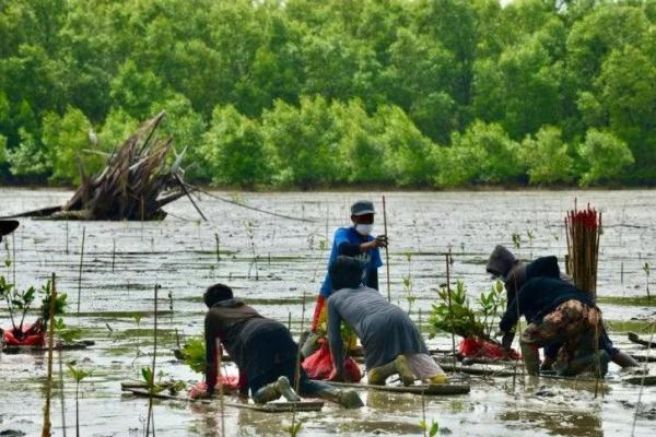 KKP, telah melaksanakan program Pemulihan Ekonomi Nasional (PEN) antara lain dengan menyalurkan bantuan bibit mangrove sekaligus penanaman mangrove di lahan seluas 25,14 hektare di area rawan abrasi Desa Lontar, Kabupaten Serang, Provinsi Banten.