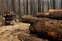 Lebih dari 100 Pemimpin Dunia Berjanji Akhiri Deforestasi Tahun 2030