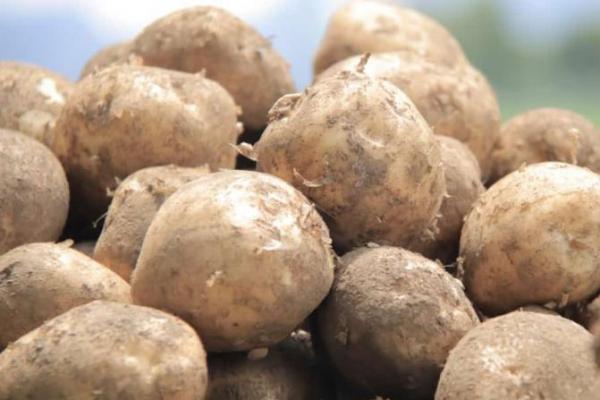 Industri besar olahan kentang memerlukan bahan baku tidak kurang dari 100 ton per hari. Hal ini memberikan peluang bagi para petani dalam menyediakan bahan baku segar kentang industri.