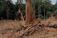 Masyarakat Adat Menjerit, Lapor Presiden Terkait Sengketa Tanah