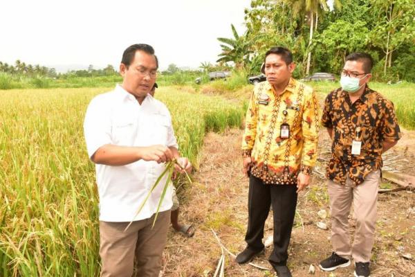 Selain kemandirian benih, kata Kuntoro, pembangunan pertanian di Papua juga harus dimasifkan dengan melibatkan petani milenial.