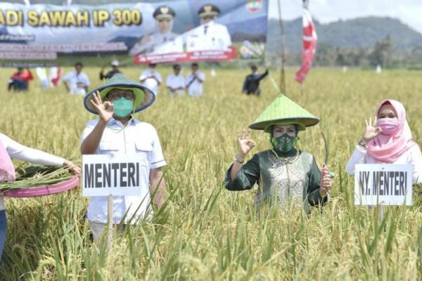 Selain ketahanan pangan, panen raya padi seperti di Musi Waras ini juga menjadi salah satu jalan untuk mewujudkan penurunan stunting yang menjadi salah satu agenda Presiden Jokowi. 