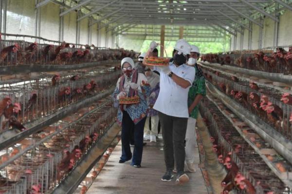 BUM Desa Sedulang Jaya berhasil memproduksi lebih dari 3.000 butir telur per hari dan menyuplai sebagian kebutuhan telur ayam di Kabupaten Belitung Timur.