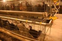 Mentan Syahrul Bangga Resmikan Breeding Farm Ayam Kampung