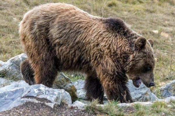 Seorang pemburu berusia 70 tahun menembak mati seekor beruang coklat di barat daya Prancis. Dia mengaku diserang dan dilukai oleh hewan liar itu saat sedang berburu babi hutan.