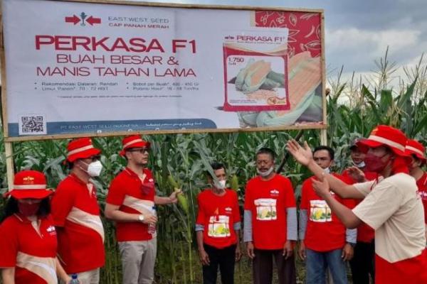 Peluncuran jagung manis Perkasa F1 ‘Buah Besar dan Manis Tahan Lama’ ini bagian dari upaya kami melayani dan menjadi ‘Sahabat Petani yang Paling Baik`.