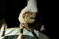 Taiwan Diserang Kodok Tebu