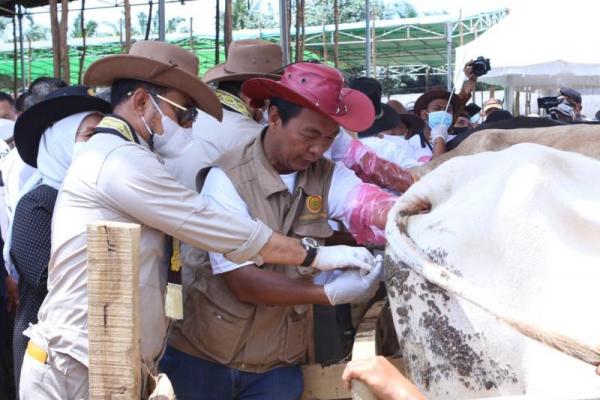 Indonesia mampu menjadi lumbung daging nasional yang terus mengalami surplus pada setiap tahunnya.