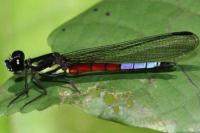 Populasi Capung Terancam Punah efek Pembangunan Masif