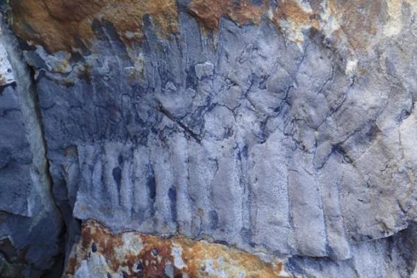 Sekelompok ilmuwan mengklaim telah menemukan fosil kaki seribu raksasa terbesar yang pernah ada, di sebuah pantai di Northumberland, Inggris secara kebetulan.