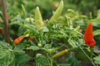 Stok Cabai di Kebumen dan Banjarnegara Jelang HBKN Aman