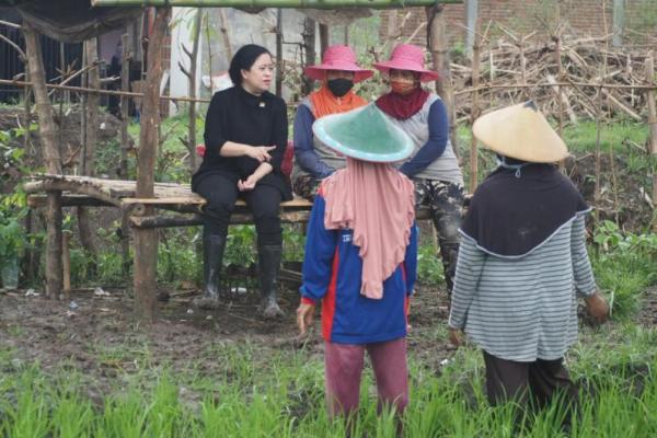 Politisi PDIP ini ikut menanam bawang merah bersama petani-petani di Kecamatan Mojorembug, Nganjuk. Jenis bawang merah yang ditanam kelompok petani di daerah ini adalah bawang merah bibit yang harganya jauh lebih murah dibandingkan bawang merah sayur.