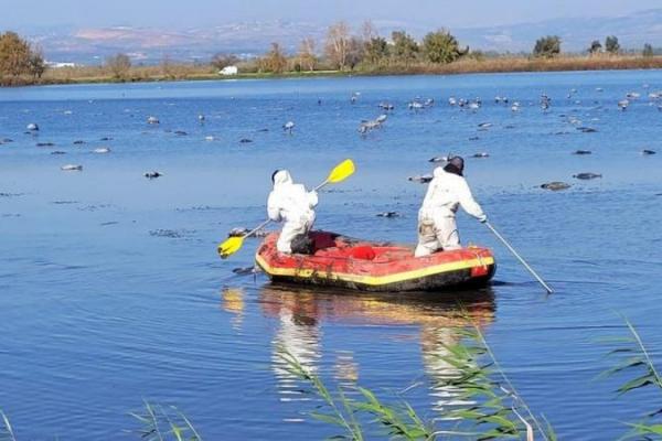 Israel memusnahkan puluhan ribu kalkun dalam rangka menahan wabah flu burung yang serius. Upaya ini dilakukan setelah lebih dari 5.000 burung bangau mati di Cagar Alam Hula.