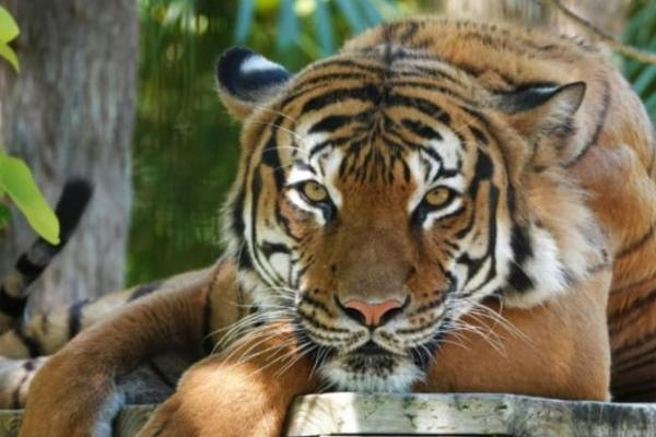 Perdagangan Ilegal Ancam Harimau yang Terancam Punah, 150 Disita Setahun