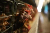 23.040 Ekor Ayam Hidup Indonesia Tembus Pasar Singapura