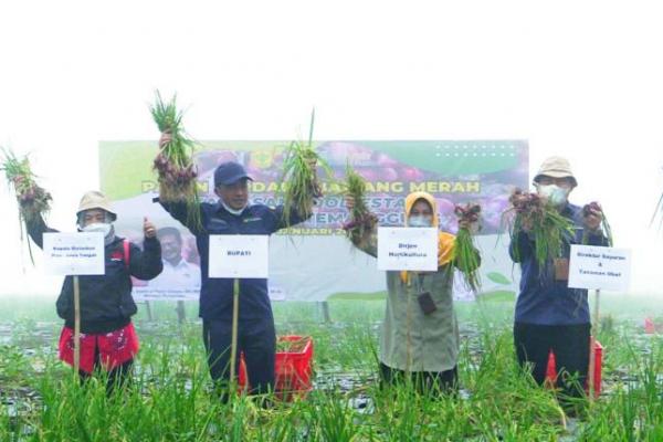 Dari pemantauan langsung di lapangan, pengukuran produktivitas dengan metode ubinan yang dilakukan oleh Tim Badan Pusat Statistik (BPS) Temanggung di lima sampel lokasi diperoleh rata-rata hasil panen mencapai 15,7 ton per hektare.