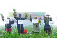 Produktivitas Bawang Merah Food Estate Temanggung Tembus 15 Ton Per Hektare