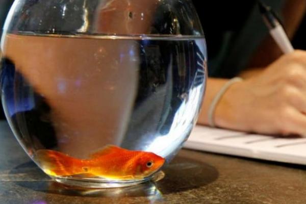 Menyimpan ikan dalam mangkuk kecil tanpa penyaringan dan oksigenasi adalah penyalahgunaan hewan.