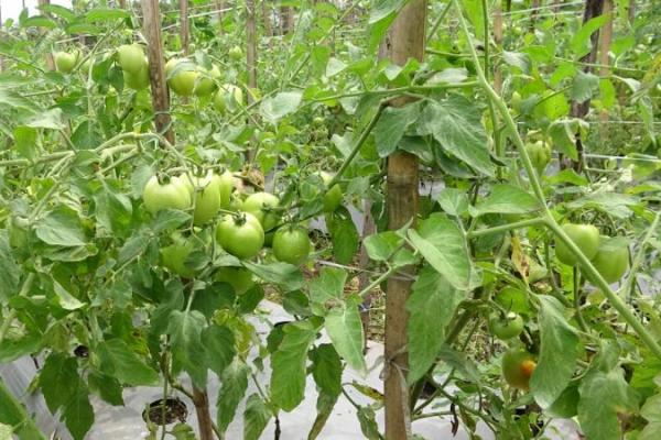 Ditjen Hortikultura berkomitmen penuh mendukung pengembangan Food Estate Kalteng sejak 2020 ini.