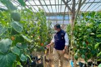 Kementan Beri Dukungan KUR untuk Maksimalkan Komoditas Paprika 