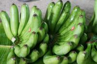 Sukabumi Panen Perdana Pisang Bajo Siap Ekspor