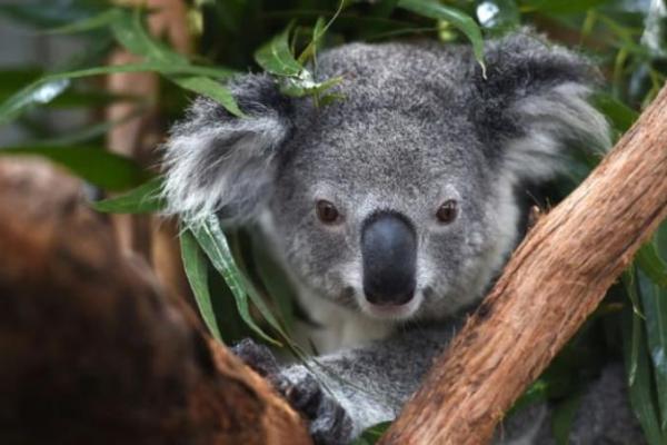 Australia kehilangan lebih banyak spesies mamalia.