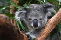 Australia Kehilangan Lebih Banyak Spesies Mamalia