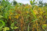 Grobogan Siap Menjadi Sentra Suplai Benih Kedelai