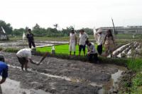 Petani Lakukan Menyemai Irit Benih, Produktivitas Pertanian Purwokerto Selatan Meningkat