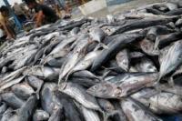 Begini Upaya KKP Untuk Stabilisasi Harga Ikan