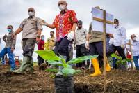 Menteri Teten Tanam Perdana Pisang Cavendish di Bener Meriah