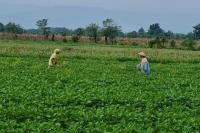 Penangkar Kedelai Jeteng dan Jatim Optimis Mampu Penuhi Kebutuhan Produksi Dalam Negeri